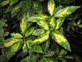 Variegated Aucuba